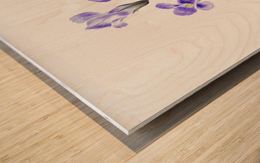 Fringed Gentian Gentiana elegana 1933 Wood print