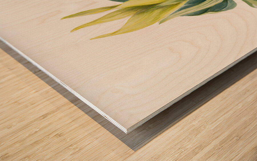 Wake-Robin Trillium underwoodii 1937 Wood print