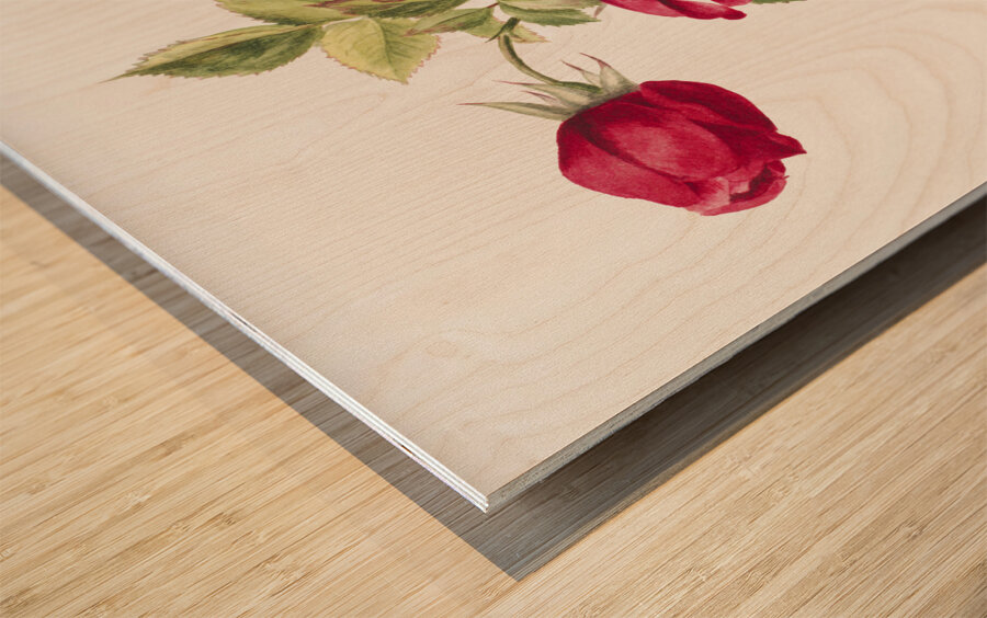 Rose 1878 Wood print