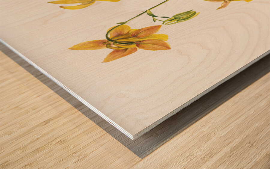 Lemon Columbine Aquilegia flavescens 1925 Wood print