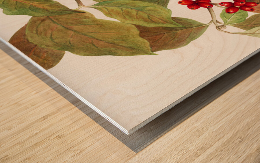 Flowering Dogwood Cornus florida 1919 Wood print