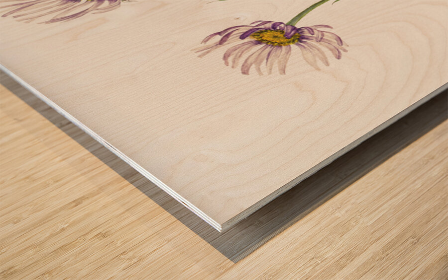 Alaska Fleabane Erigeron salsuginosus 1925 Wood print