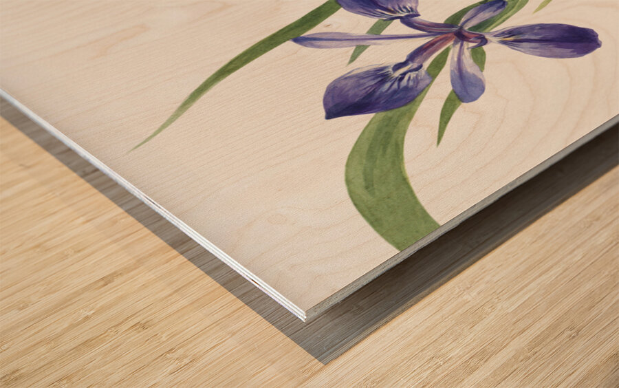 Iris Iris species 1939 Wood print