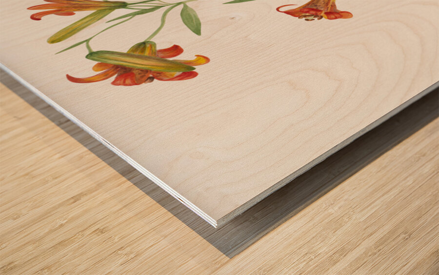 Small Tiger Lily Lilium parvum 1933 Wood print