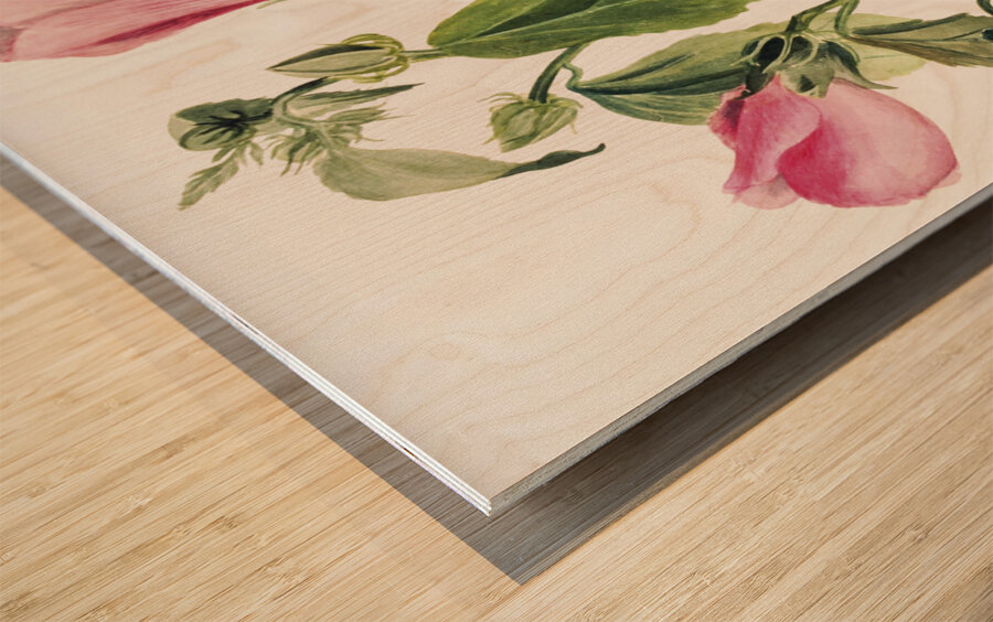 Rose Gentian Sabbatia angularis 1880  Wood print