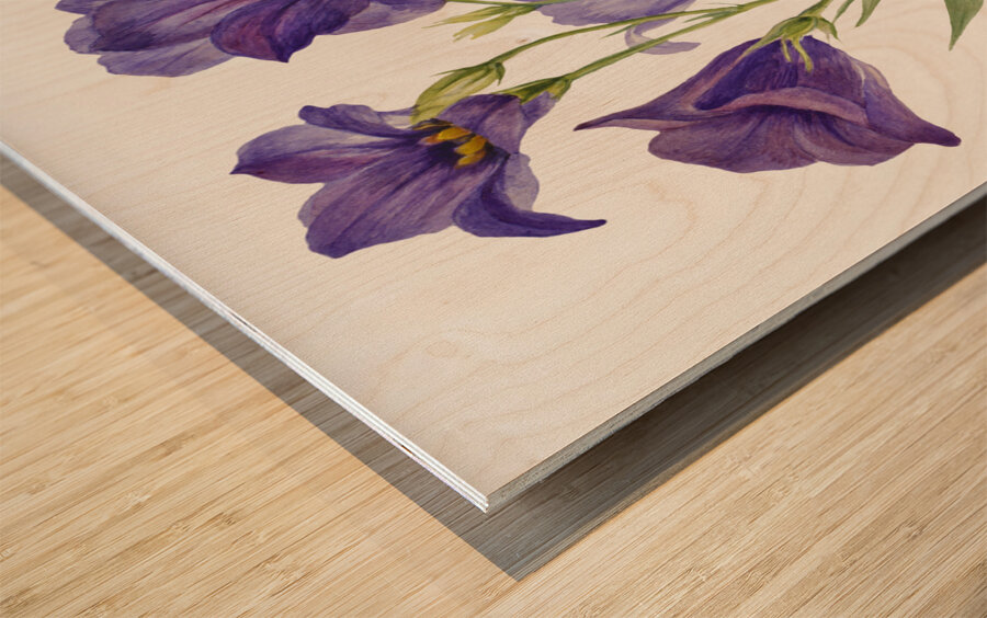 Eustoma russelianum 1930 Wood print