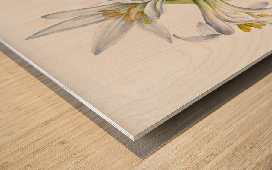 Washington Lily Lilium washingtonianum 1933 Wood print