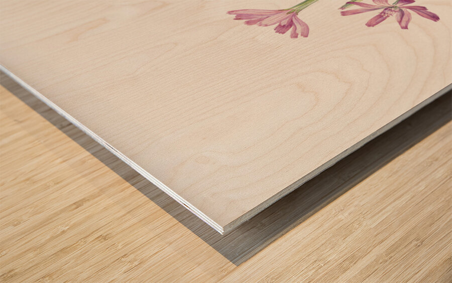 Skeleton Weed Lygodesmia grandiflora 1931 Wood print