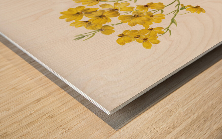 Psilostrophe sparsiflora 1938 Wood print