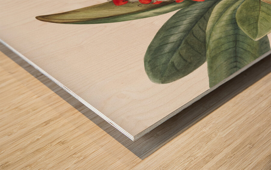 Southern Magnolia Magnolia grandiflora 1923 Wood print