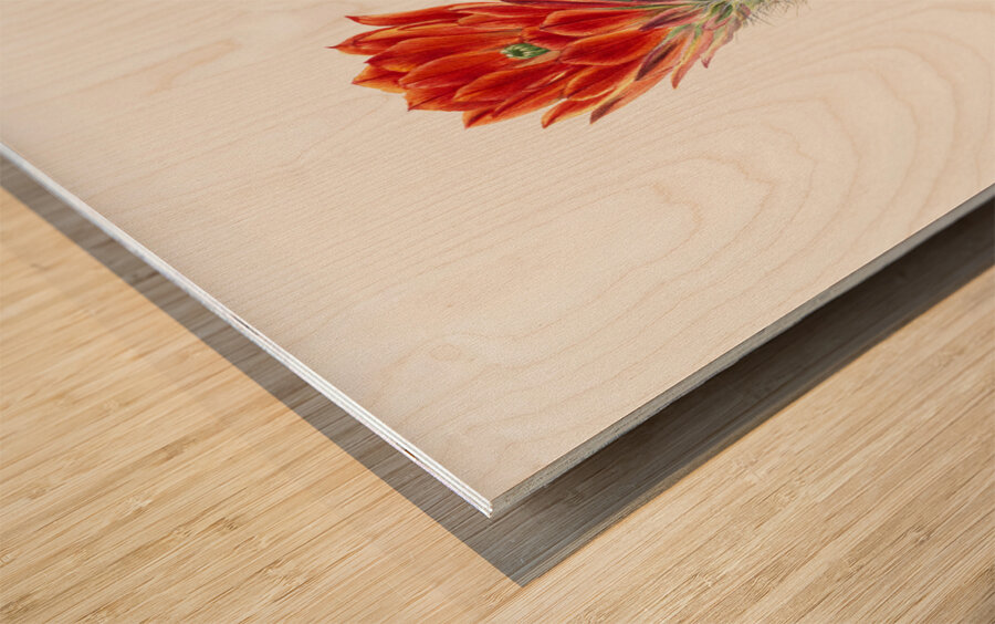 Cucumber Cactus 1939 Wood print