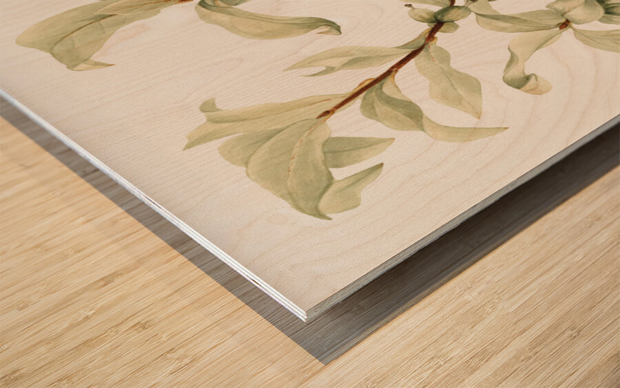 Silverberry Elaeagnus commutata 1922 Wood print