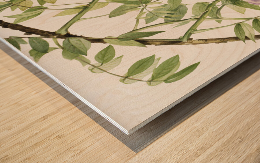 American Wisteria Kraunhia frutescens 1925 Wood print