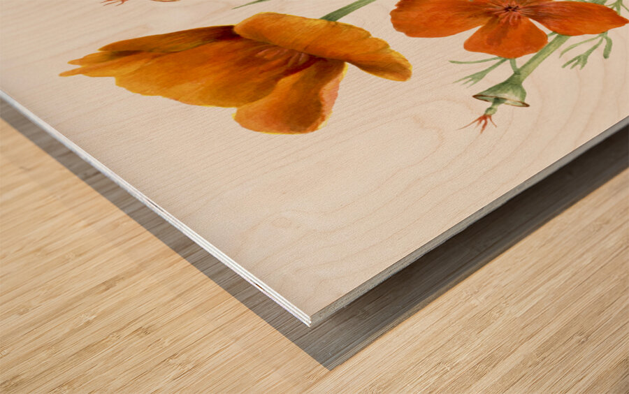 Curly Clematis Clematis crispa 1925 Wood print