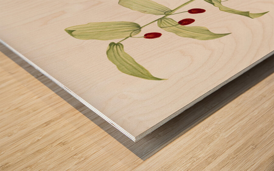 Clasping Twisted Stalk Streptopus amplexifolius 1916 Wood print