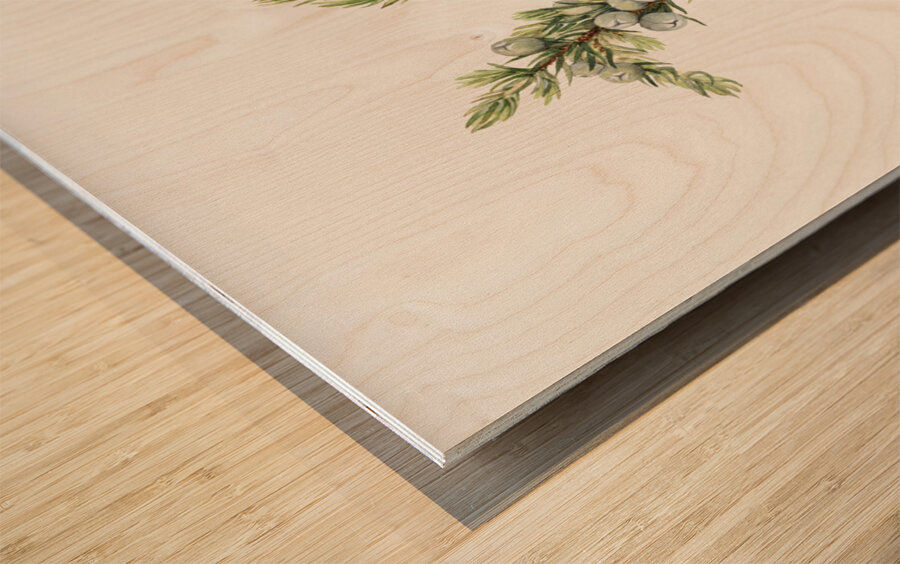 Mountain Juniper Juniperus sibirica 1917 Wood print