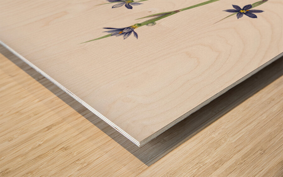 Blue-eyed-grass Sisyrinchium angustifolium 1920 Wood print