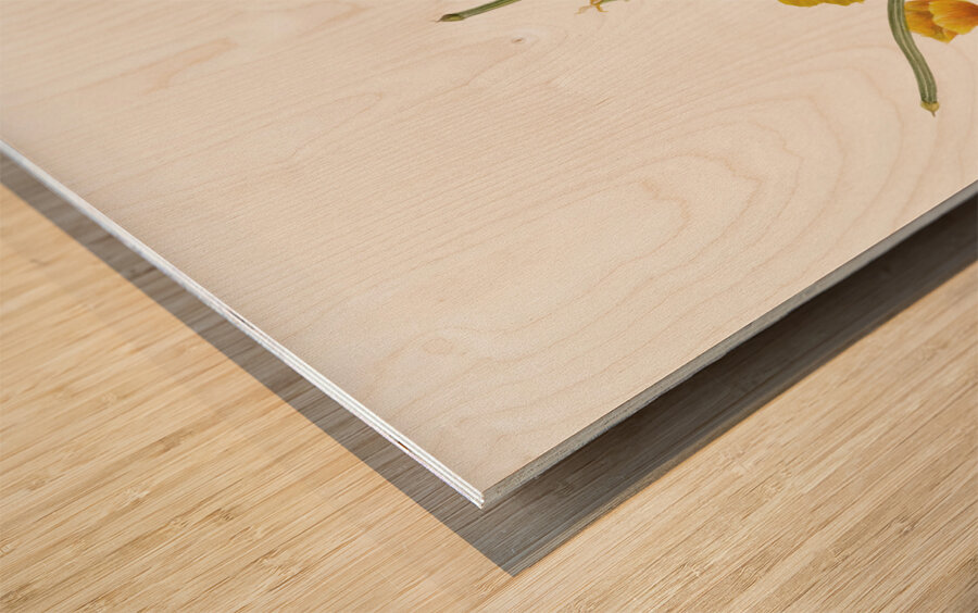 Mexican Poppy Eschscholtzia mexicana 1927 Wood print