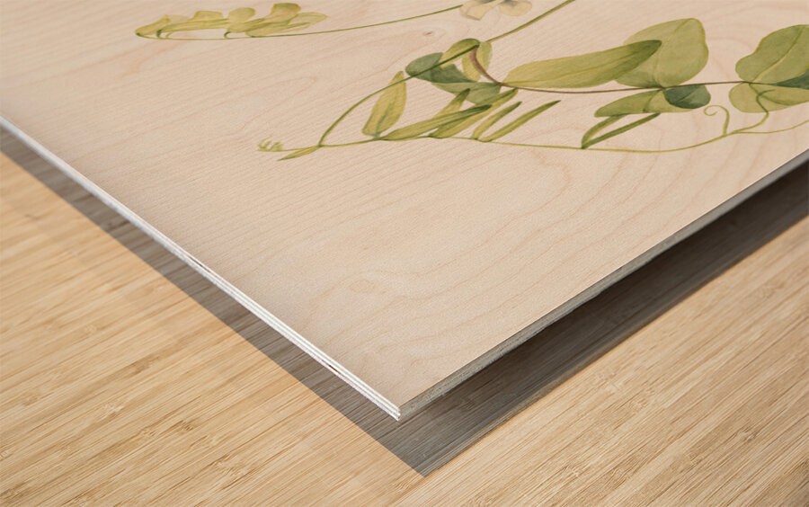 White Pea Lathyrus ochroleucus 1920 Wood print