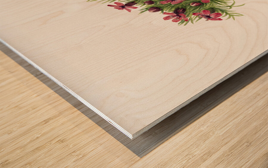 Moss Campion Silene acaulis 1924 Wood print