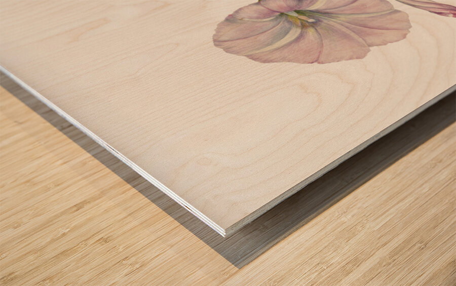 Hedge Bindweed Calystegia Convolvulus sepium 1932  Wood print