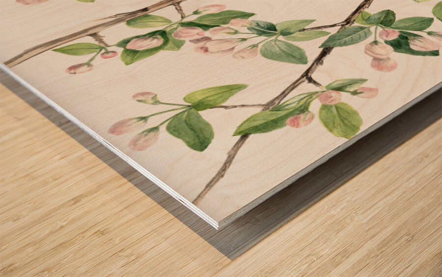 Wild Sweet Crab Malus coronaria 1920 Wood print