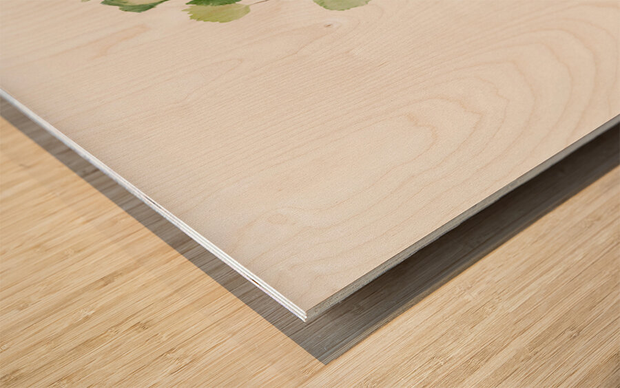 Puccoon Lithospermum ruderale 1923 Wood print