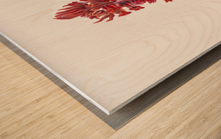 Snow Plant Sarcodes sanguinea 1930 Wood print