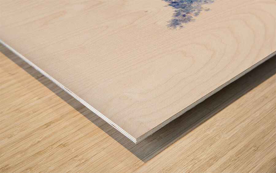 California Lilac Ceanothus thyrsiflorus 1935 Wood print