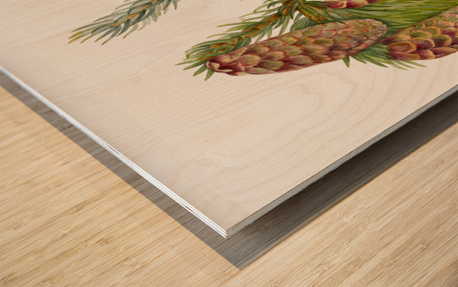 Douglas Fir Pseudotsuga mucronata 1923 Wood print