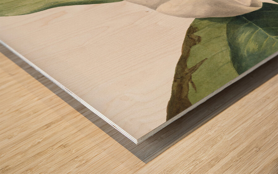 Southern Magnolia Magnolia grandiflora 1918 Wood print