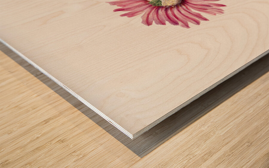 Turkeyhead Cactus Echinocerus perbellus 1930 Wood print