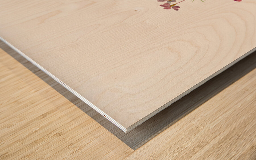 Gilia linanthus parviflorus 1900–1930 Wood print