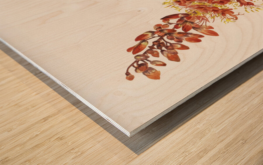 Ocotillo Fouquieria splendens 1927 Wood print