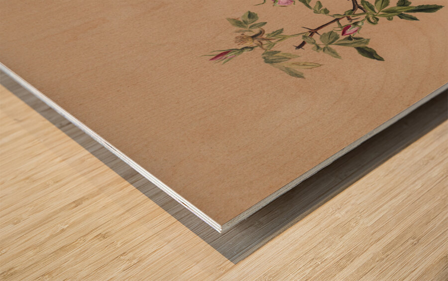 Rose Mallow Hibiscus moscheutos 1878 Wood print