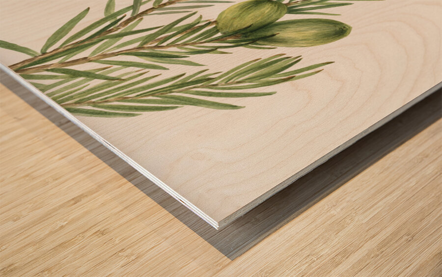 California Nutmeg Tumion californicum 1929 Wood print