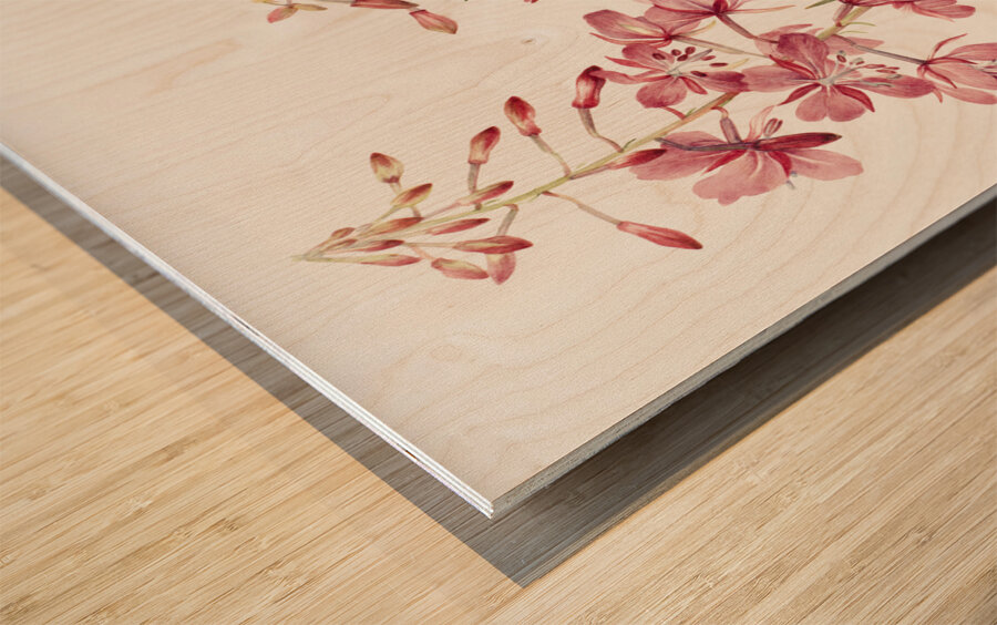 Fireweed Epilobium angustifolium 1902 Wood print