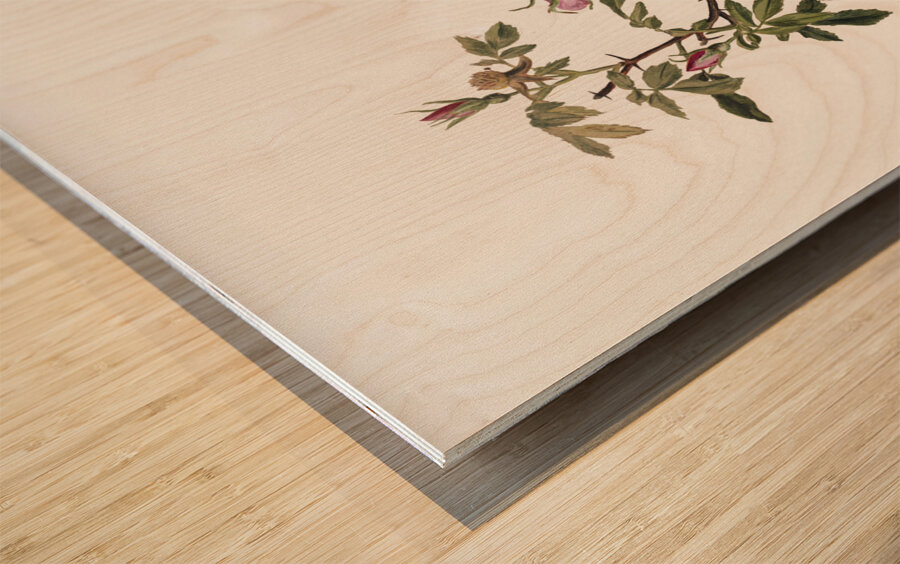 Rose Mallow Hibiscus moscheutos 1878 Wood print