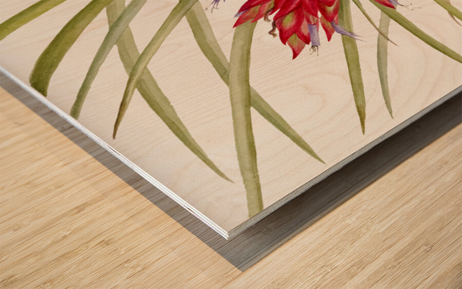 Quill Leaf Tillandsia Tillandsia fasciculata 1929 Wood print