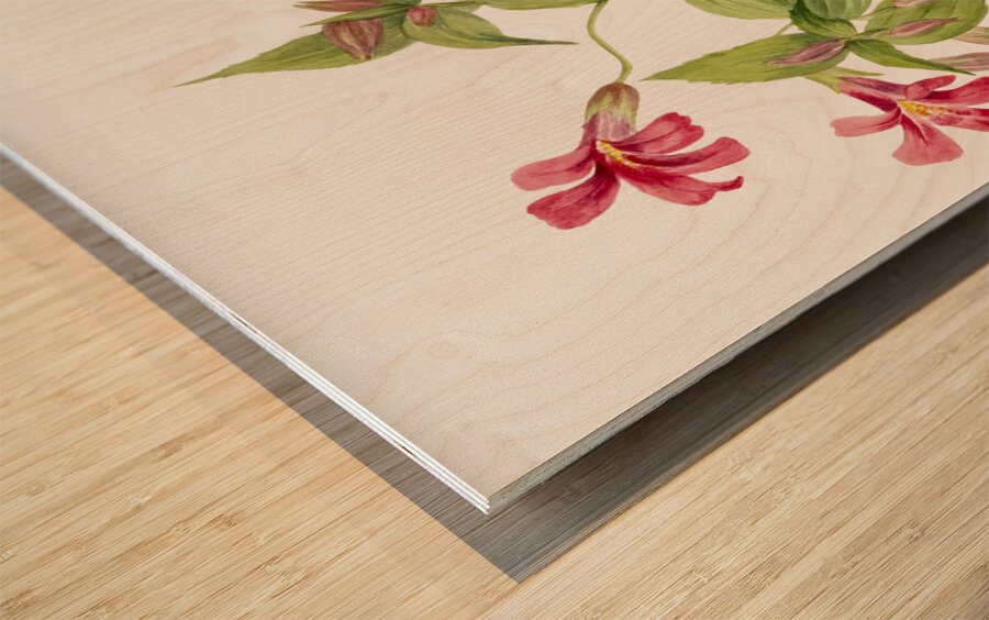 Lewis Monkey Flower Mimulus lewisii 1899 Wood print