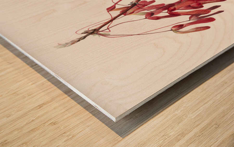 Carolina Maple Acer carolinianum 1923 Wood print