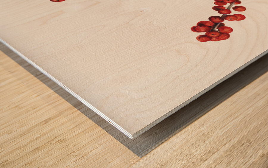 Winterberry Ilex verticillata 1920 Wood print