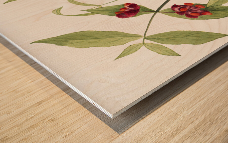 Winterberry Ilex verticillata 1920 Wood print