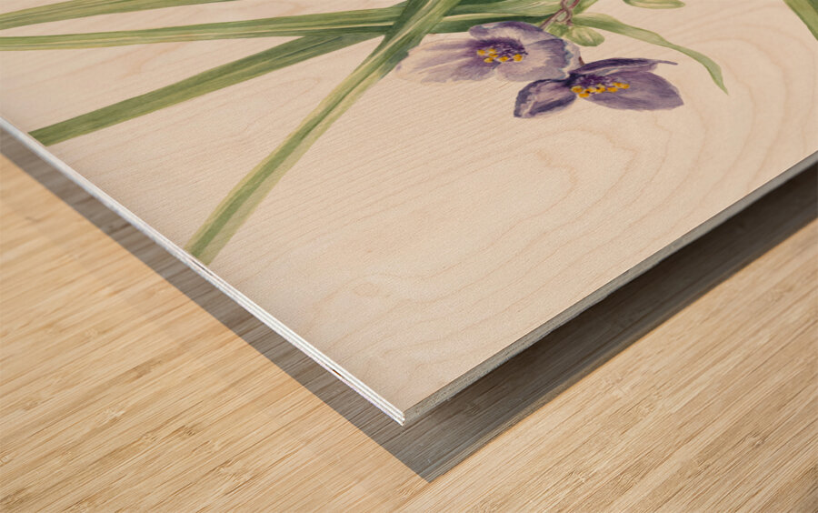 Virginia Spiderwort Tradescantia virginiana 1920 Wood print