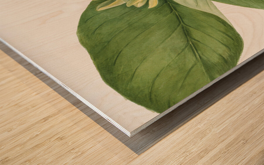 Cucumbertree Magnolia acuminata 1922 Wood print