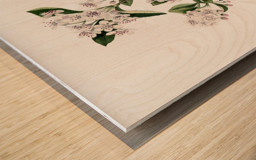 Cucumbertree Magnolia acuminata 1922 Wood print