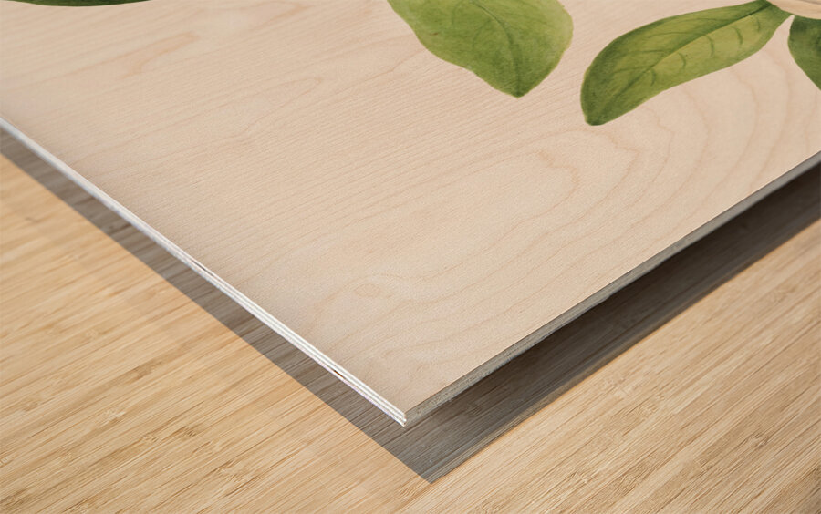 Sweetbay Magnolia virginiana 1927 Wood print