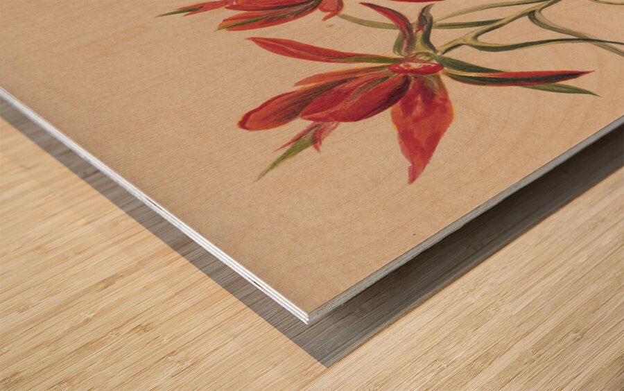 Indian Paintbrush Castilleja rhexifolia 1883 Wood print