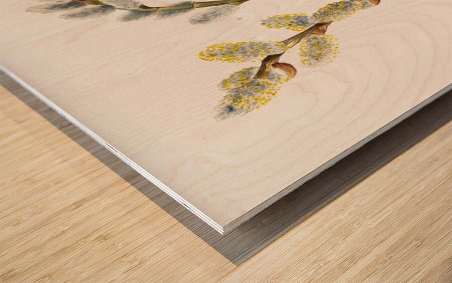 Pussy Willow Salix discolor 1920 Wood print