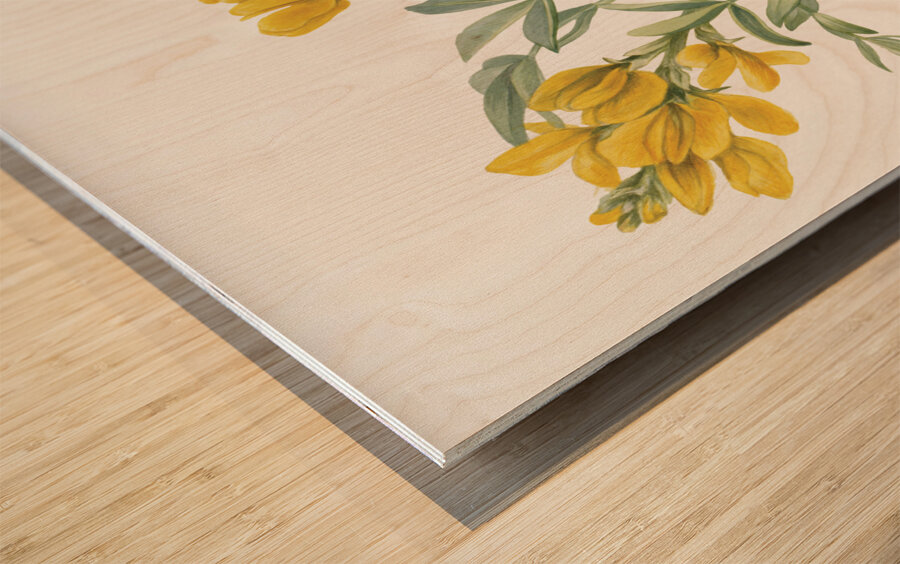 Goldenpea Thermopsis rhombifolia 1923 Wood print